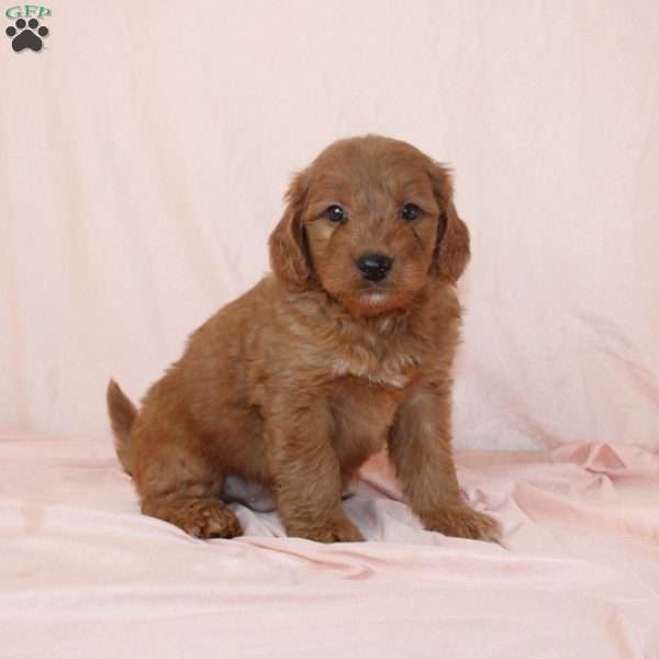 Wolfe, Mini Goldendoodle Puppy